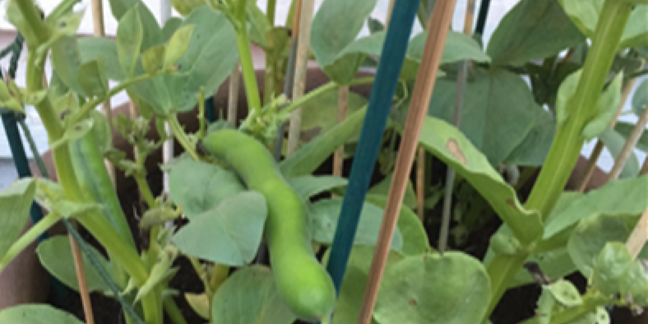 broad beans growing in a pot