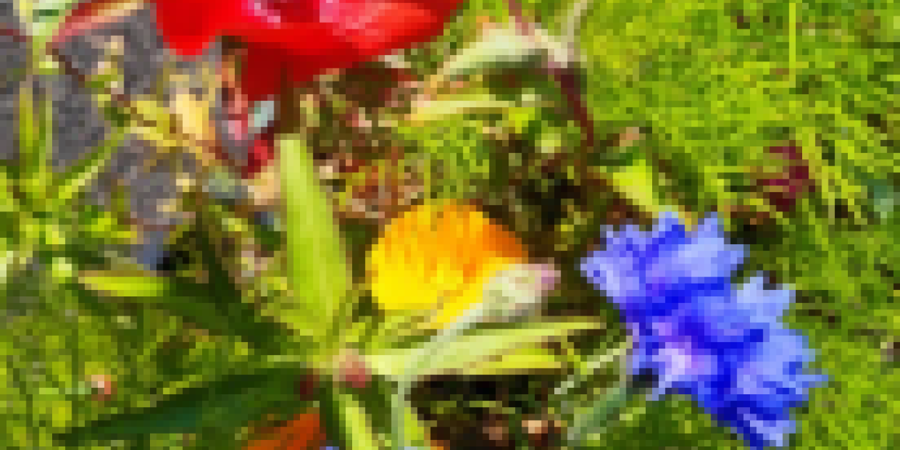 Colourful wildflower meadow