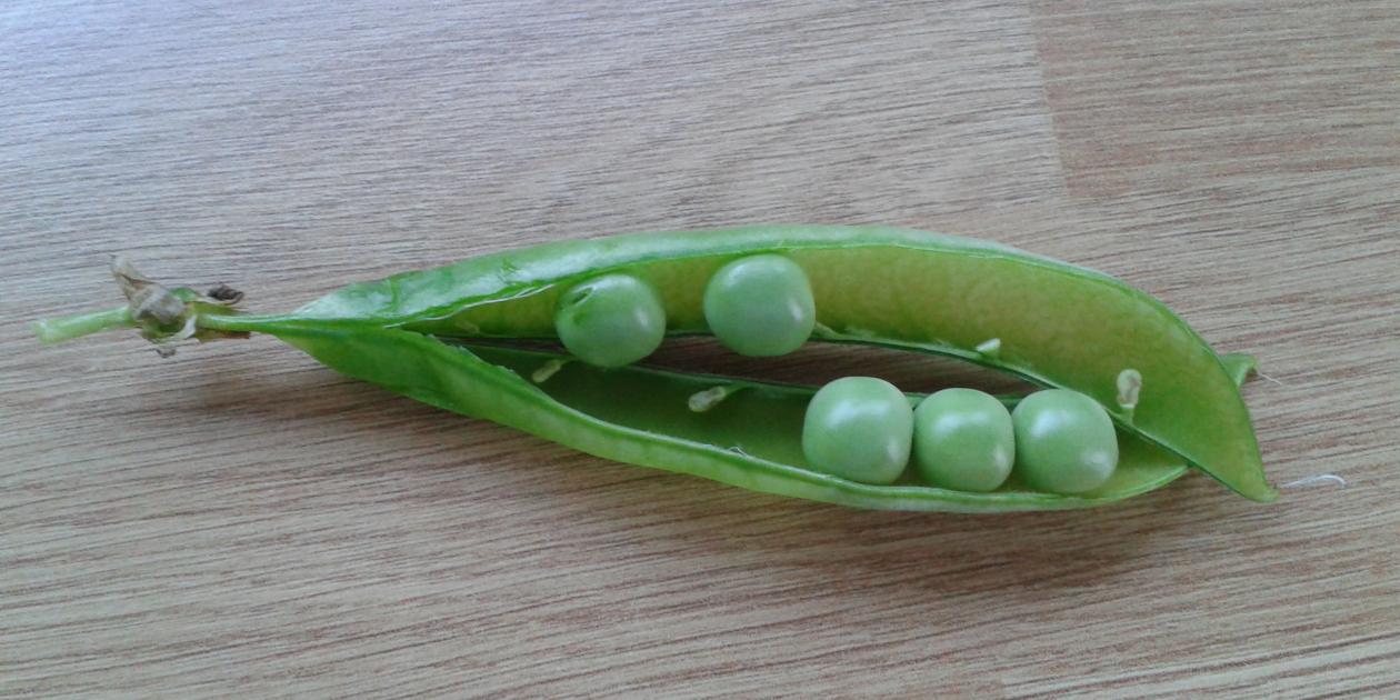 Early Peas Image