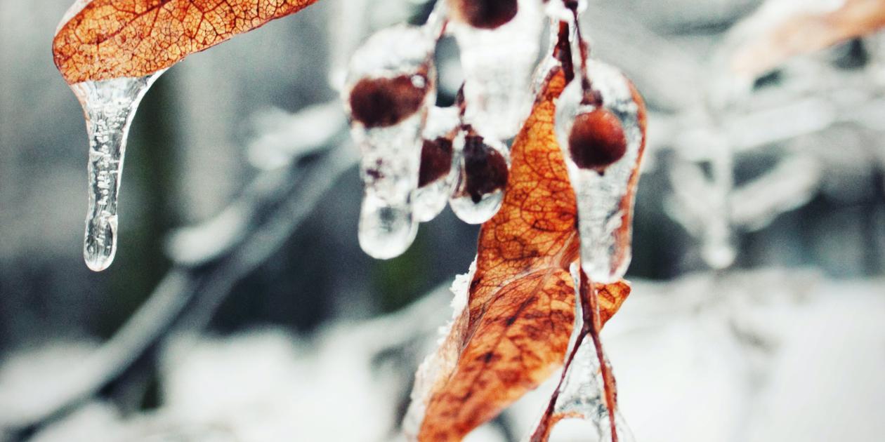 frozen leaves on branch