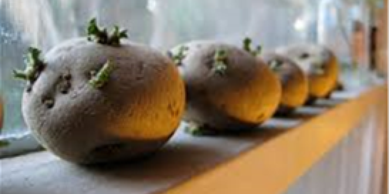 Potatoes on a window sill