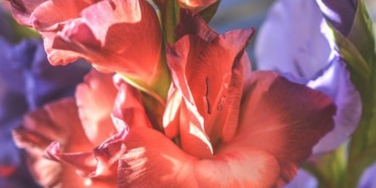 summer flowering favourites gladioli image