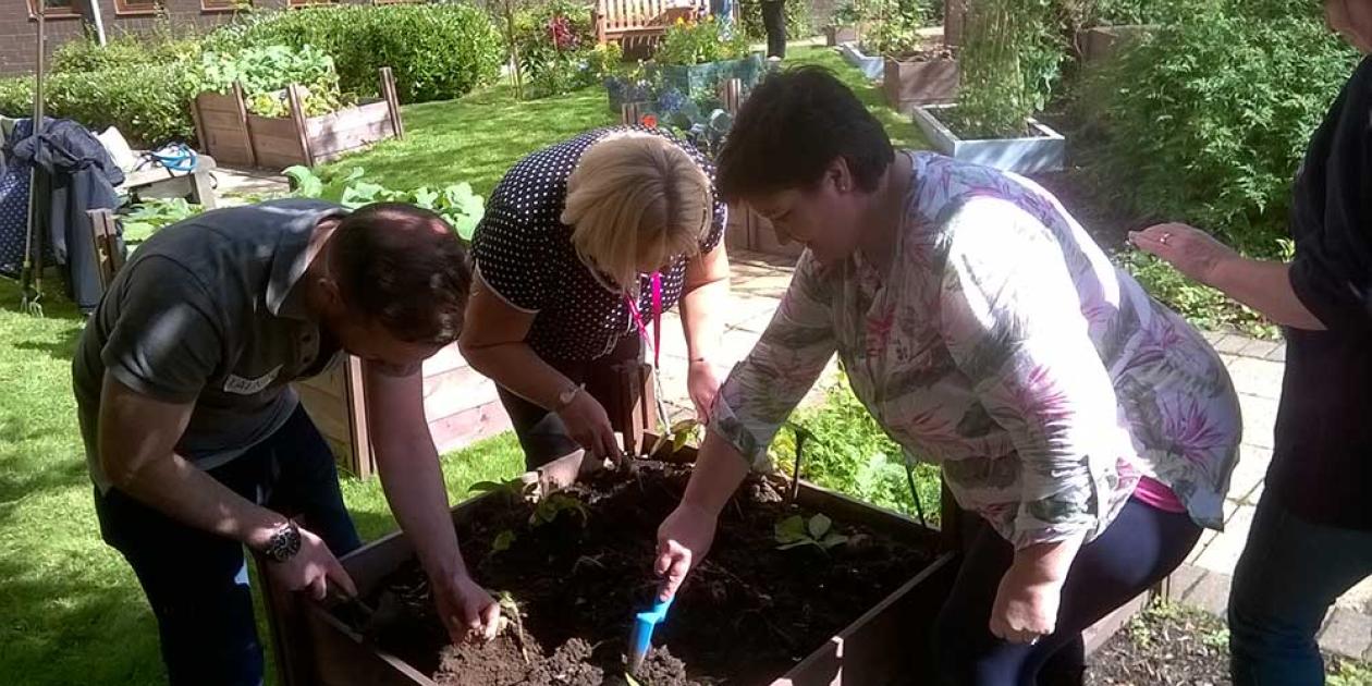 Digging for potatoes