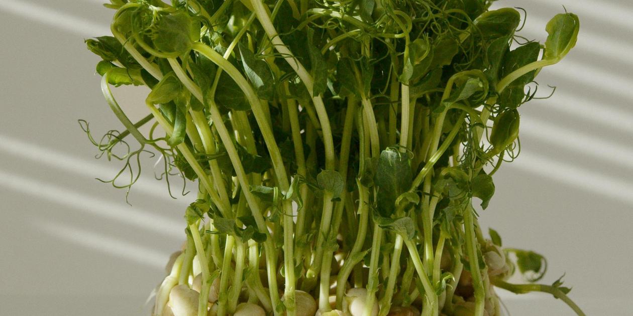 pea shoots growing from pea seeds