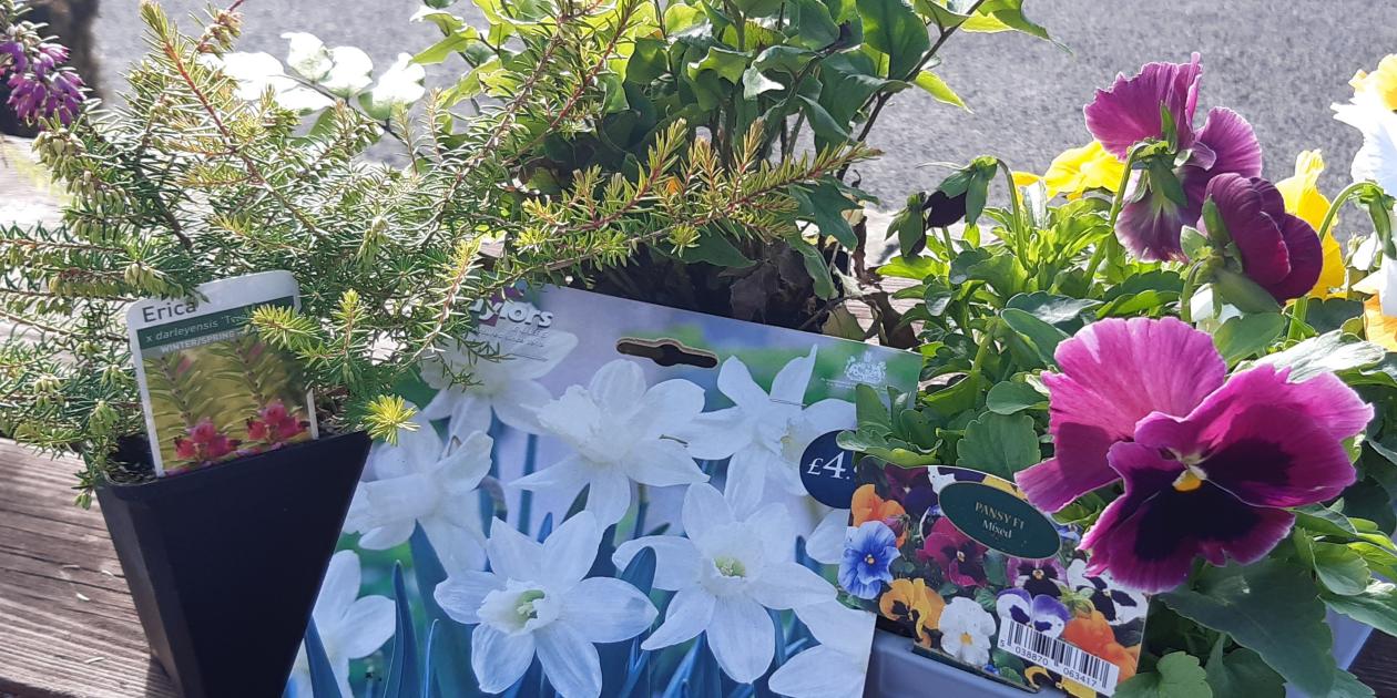 green fern foliage, purple pansy flower and spring flowering white narcissi