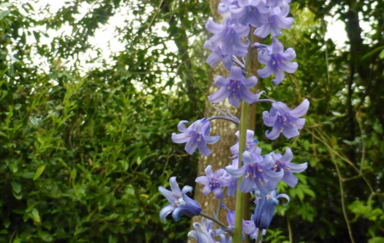 Bannockburn Bluebell