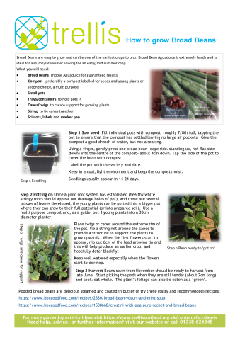 fs_broad-beans-factsheet.pdf