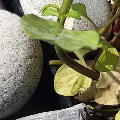 bowl containing stones, water mint plant , sticks and water