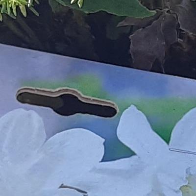 green fern foliage, purple pansy flower and spring flowering white narcissi