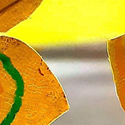 decorated leaves hanging at the window catching the light